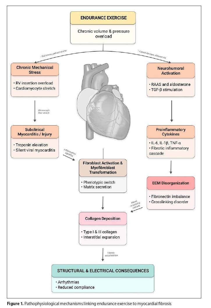 Figure from article: Fibrotic remodelling in the...
