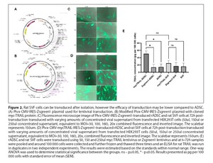 Figure from article: Rat stromal vascular...